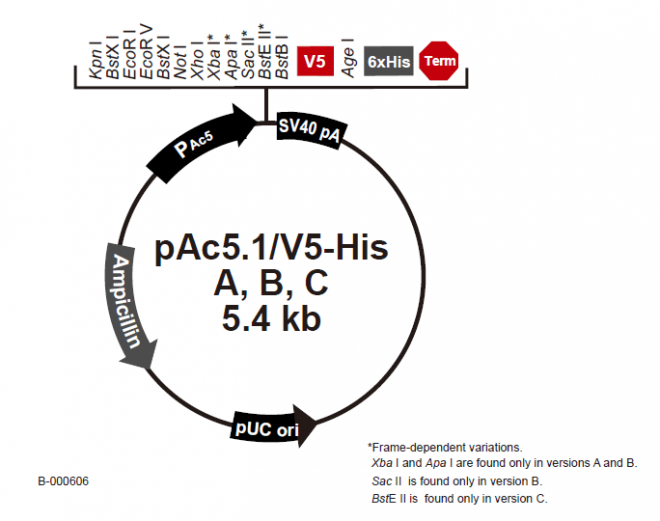 pAc5.1/V5-His B 质粒图谱