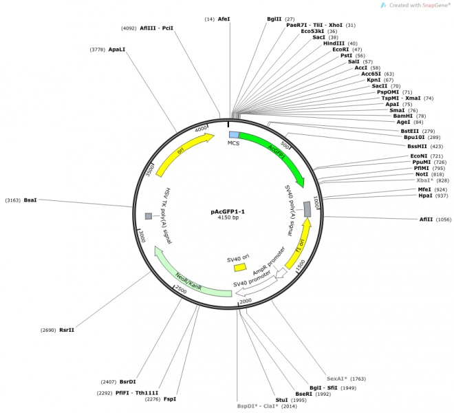 pAcGFP1-1 Vector Map