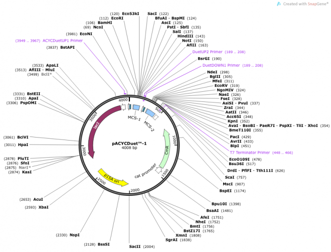 pACYCDuet-1 Vector Map