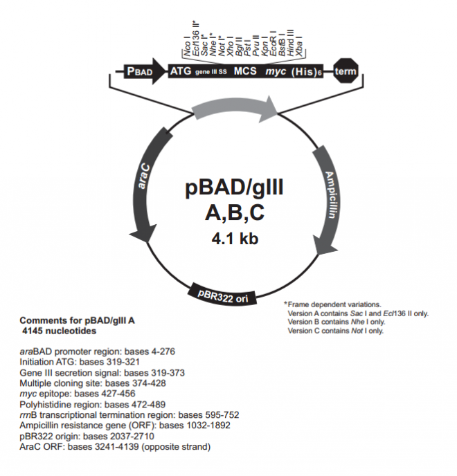 pBad/gIII A 质粒图谱