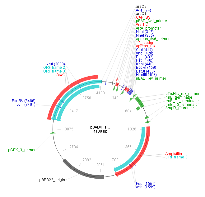pBAD/His A,B,C Vector Map