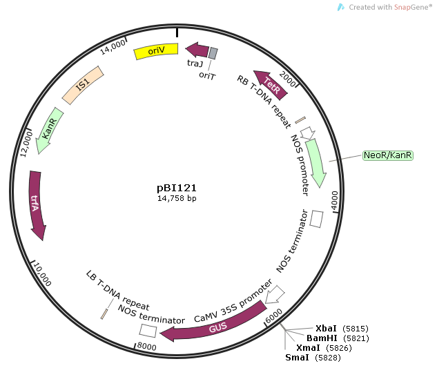 pBI121质粒图谱