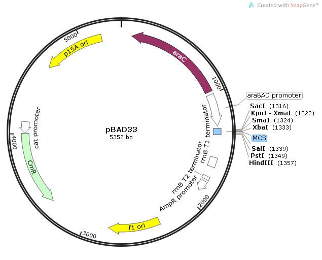 pBad33 质粒图谱