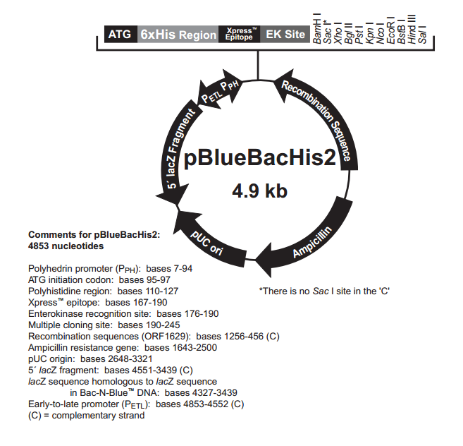 pBlueBacHis2 A,B,and C 质粒图谱