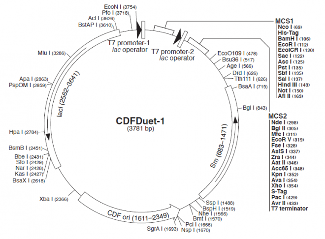 pCDFDuet-1 质粒图谱