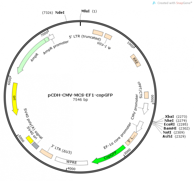 pCDH-CMV-MCS-EF1-copGFP 质粒图谱