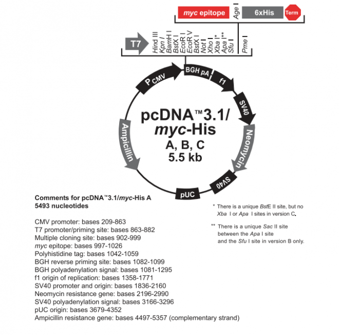 pcDNA3.1(+)/myc-His B 质粒图谱