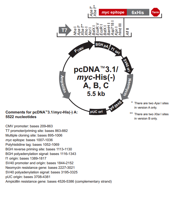 pcDNA3.1(-)/myc-His B 质粒图谱