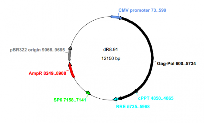 pCMV-dR8.91质粒图谱