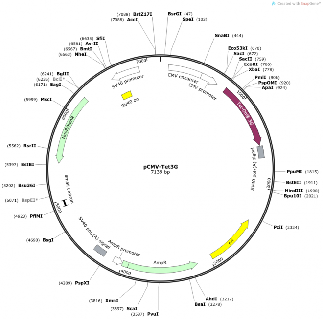 pCMV-Tet3G 质粒图谱