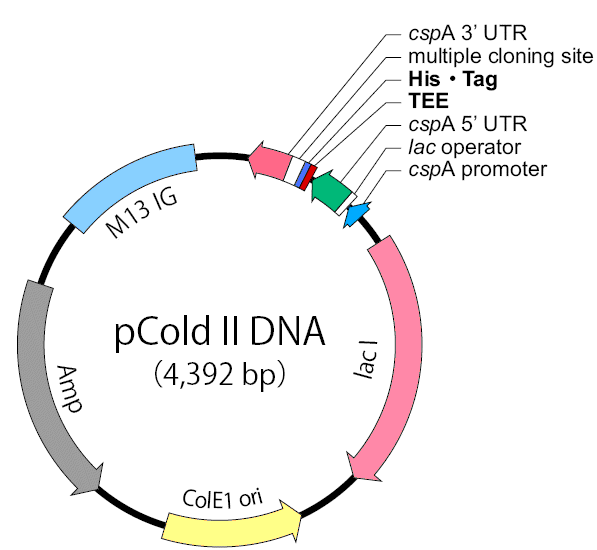 pCold II质粒图谱