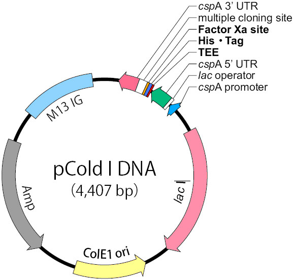 pCold I质粒图谱