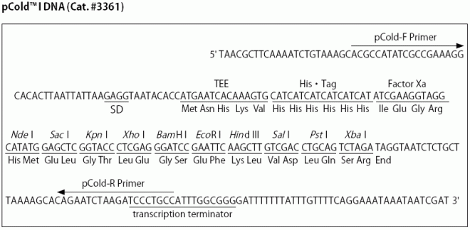 pCold I多克隆位点
