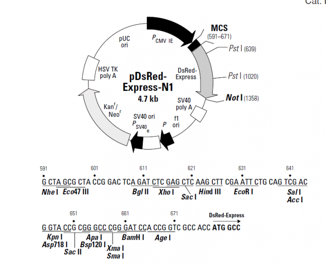 pDsRed-Express-N1 质粒图谱