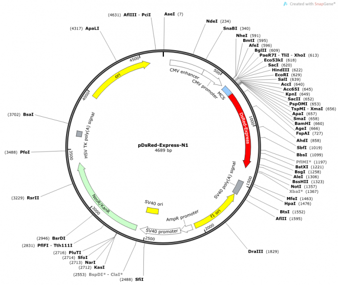 pDsRed-Express-N1 载体图谱