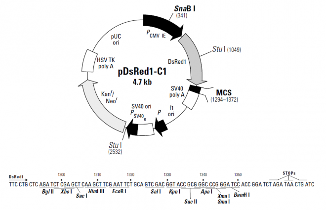 pDsRed1-C1 质粒图谱