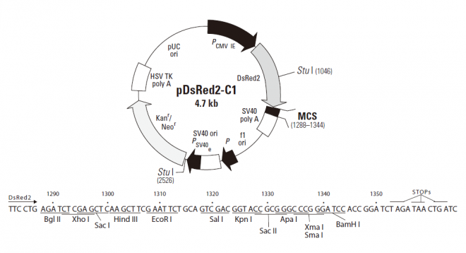 pDsRed2-C1质粒图谱