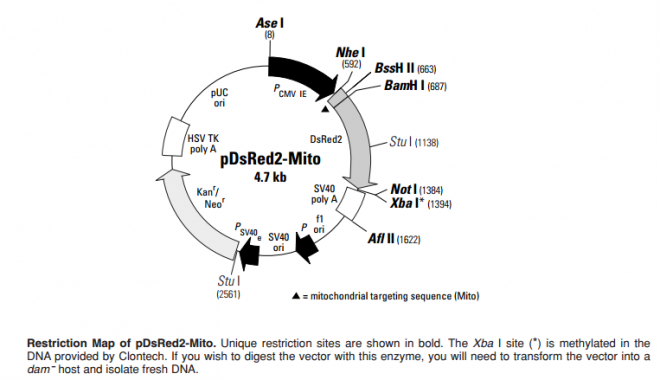 pDsRed2-Mito 质粒图谱