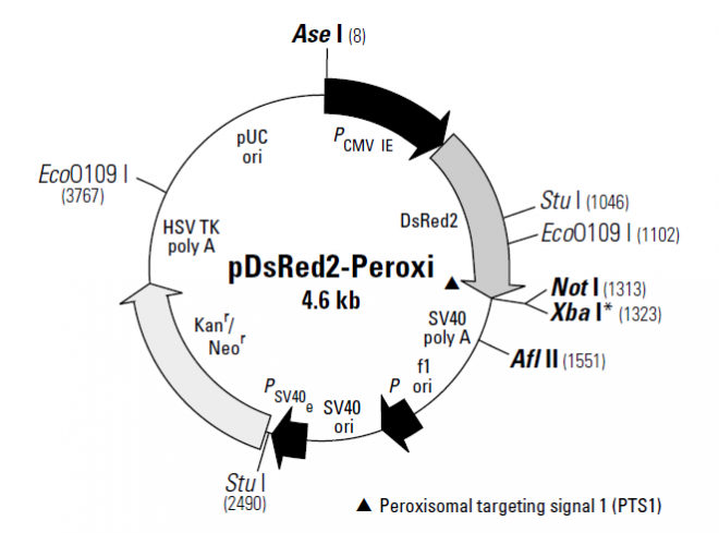 pDsRed2-Peroxi 质粒图谱