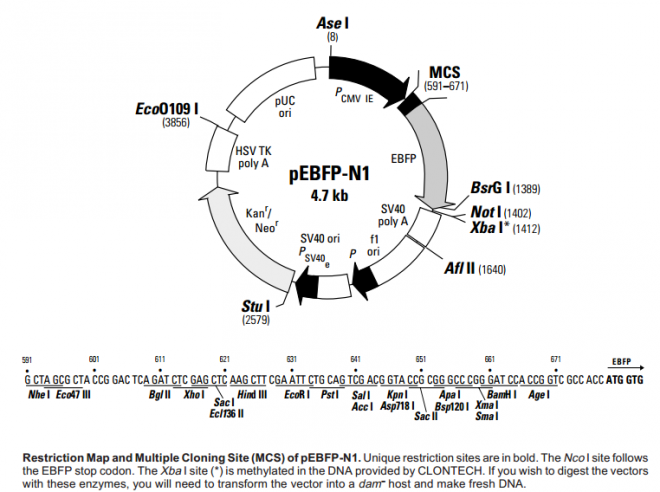 pEBFP-N1 Vector