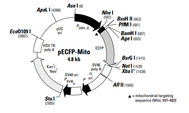 pECFP-Mito 质粒图谱
