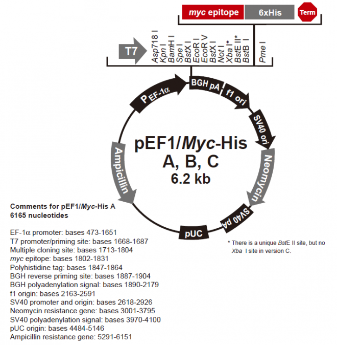 pEF1/myc-His A, B, & C 质粒图谱