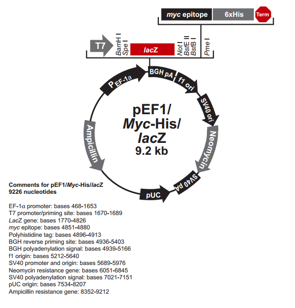 pEF1/myc-His lacZ 质粒图谱