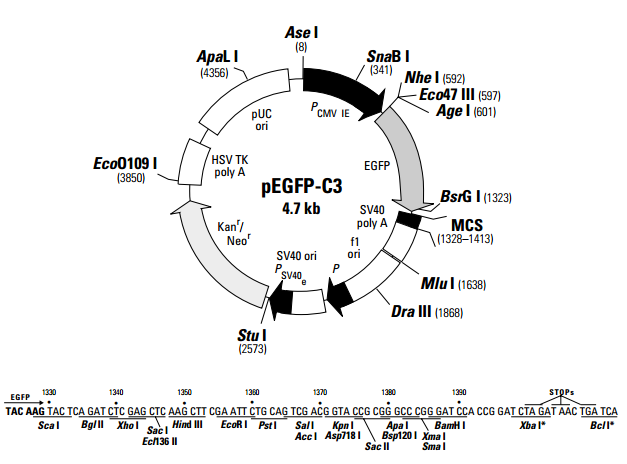 pEGFP-C3 质粒图谱