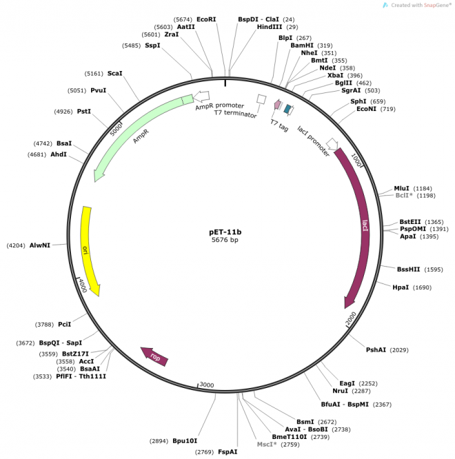 pET-11b 质粒图谱