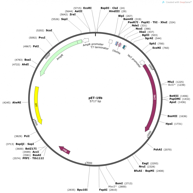 pET-19b Map