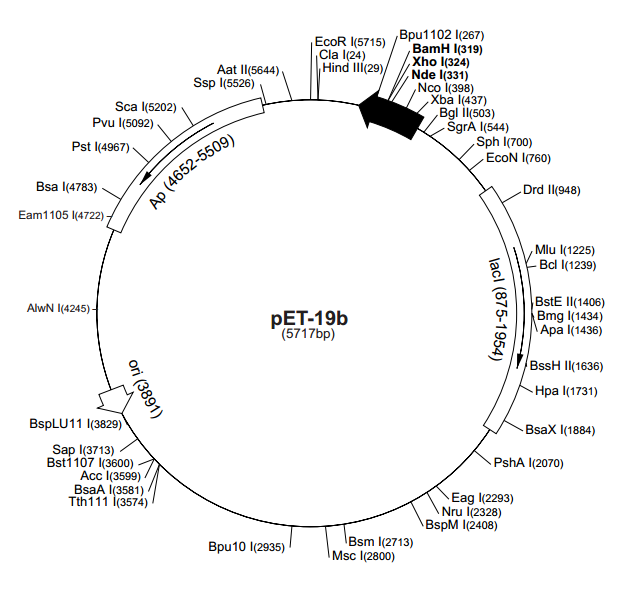 pET-19b 质粒图谱