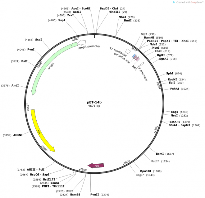 pET-14b 质粒图谱