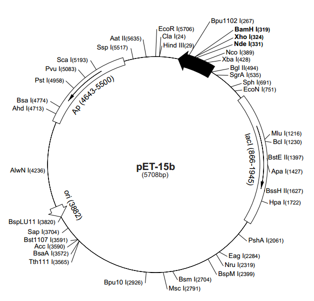 pET-15b质粒图谱