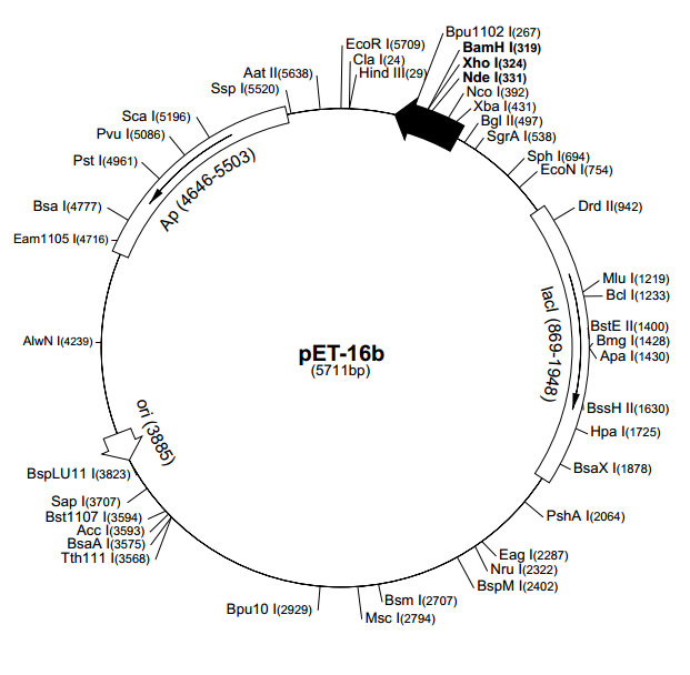pET-16b 质粒图谱