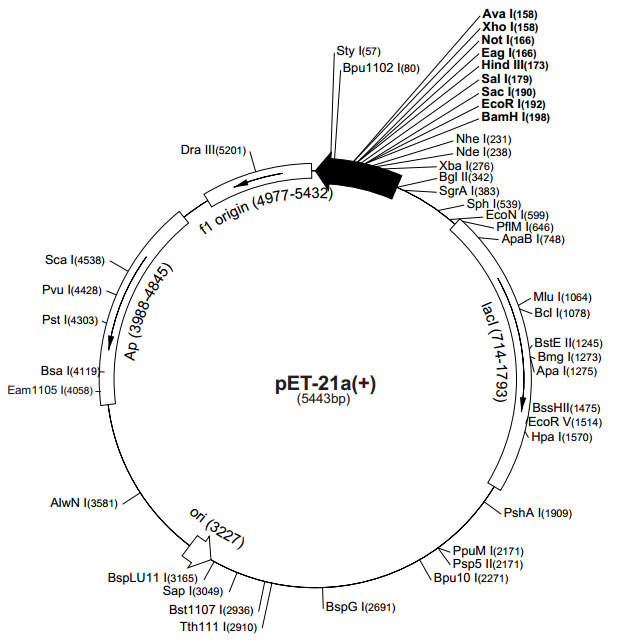 pET-21a(+) Map