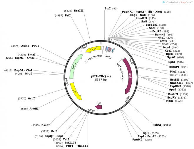 pET-28c(+) Map