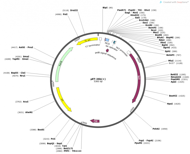 pET-26b(+) Vector Map