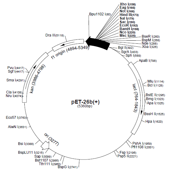 pET-26b(+) 质粒图谱