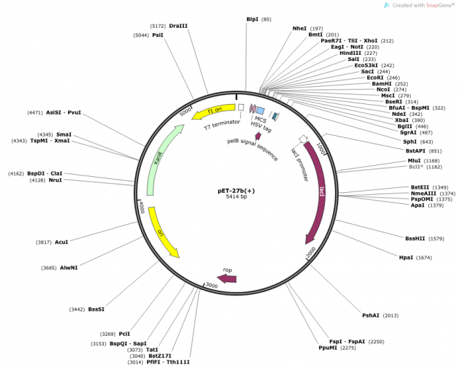 pET-27b(+) Map