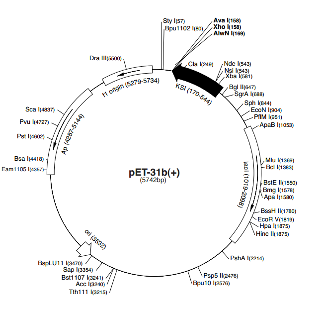 pET-31b(+) 质粒图谱