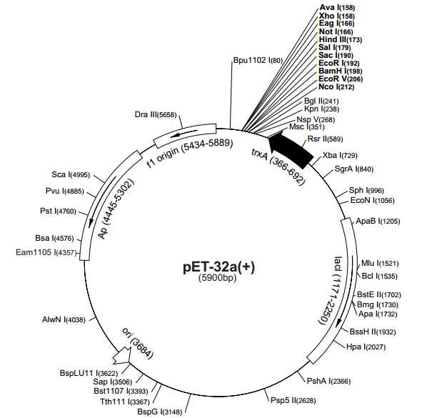 pET-32b(+) 质粒图谱