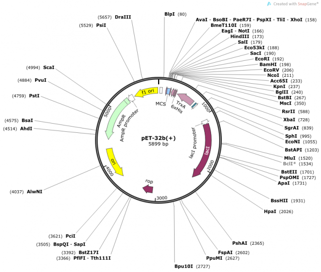 pET-32b(+) Map