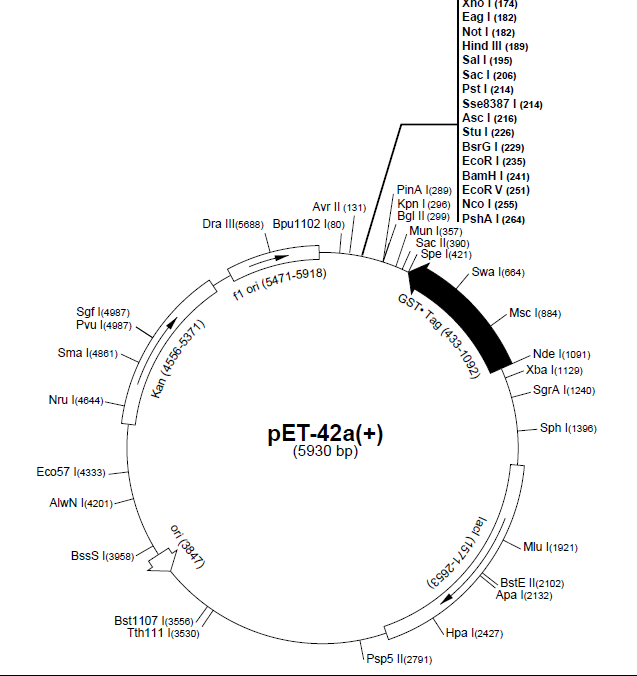pET-42a(+) 质粒图谱