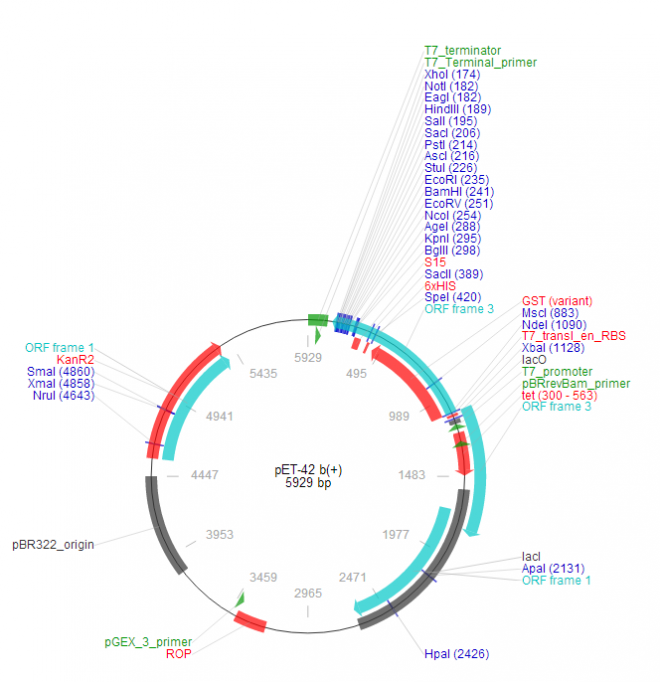 pET-42b(+) 质粒图谱
