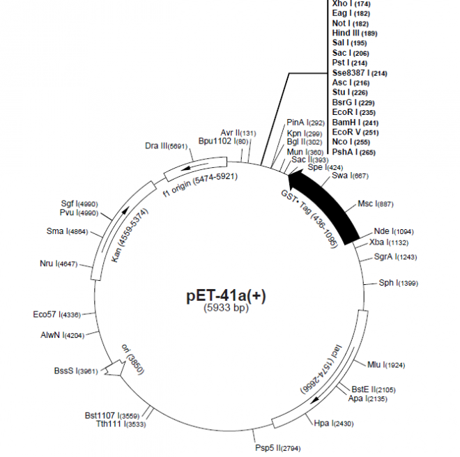 pET-41b(+) 质粒图谱