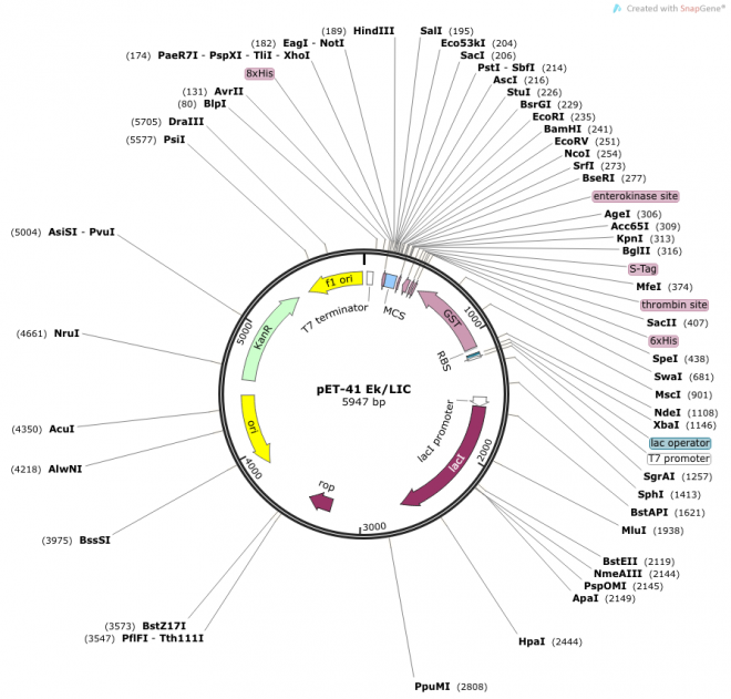 pET-41Ek/LIC 载体图谱