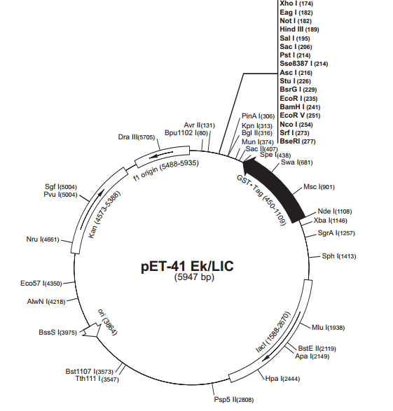 pET-41Ek/LIC 质粒图谱