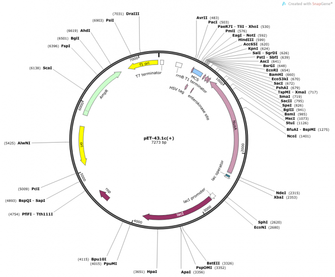 pET-43.1c(+) 质粒图谱