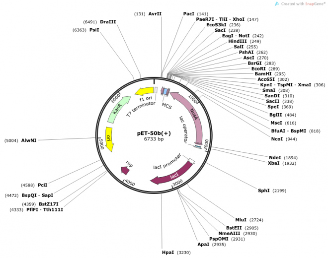pET-50b(+) Vector Map