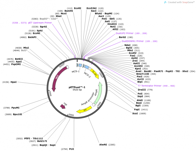 pETDuet-1载体图谱